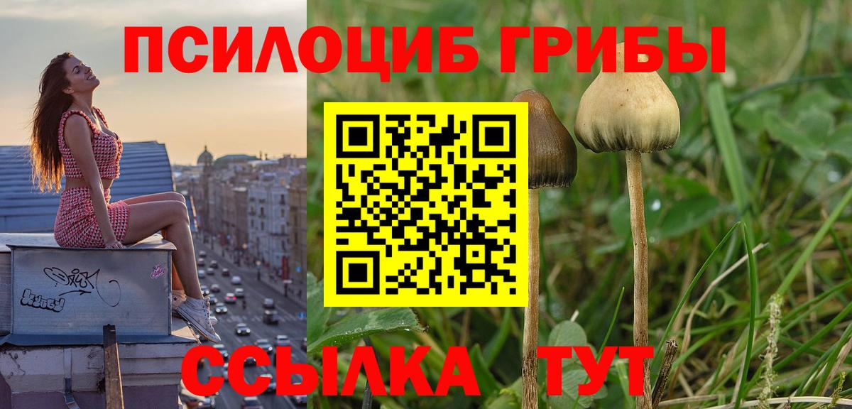 Галлюциногенные грибы Psilocybe  Вход с VPN  Галлюциногенные грибы GOLDEN TEACHER  Тверь 